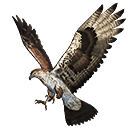 Pet skin: Senu (Falco)