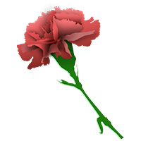 Carnation