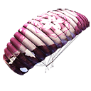 Parachute - Plum Blossom