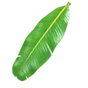 Skyboard - Banana Leaf