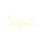 Ever Seen a Real Tiger?